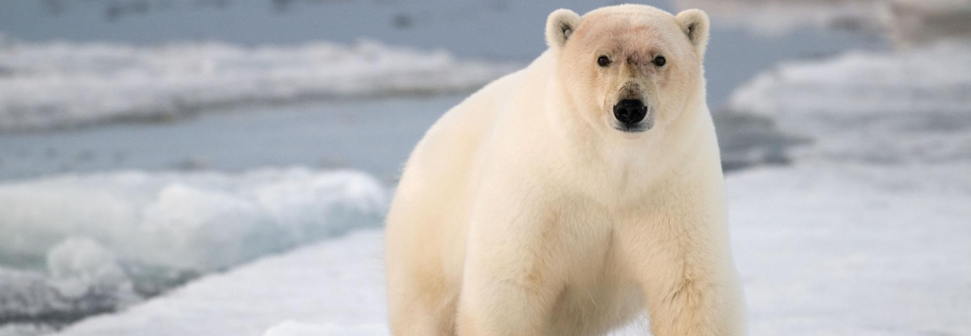 Un ours polaire sur la neige - vue de face