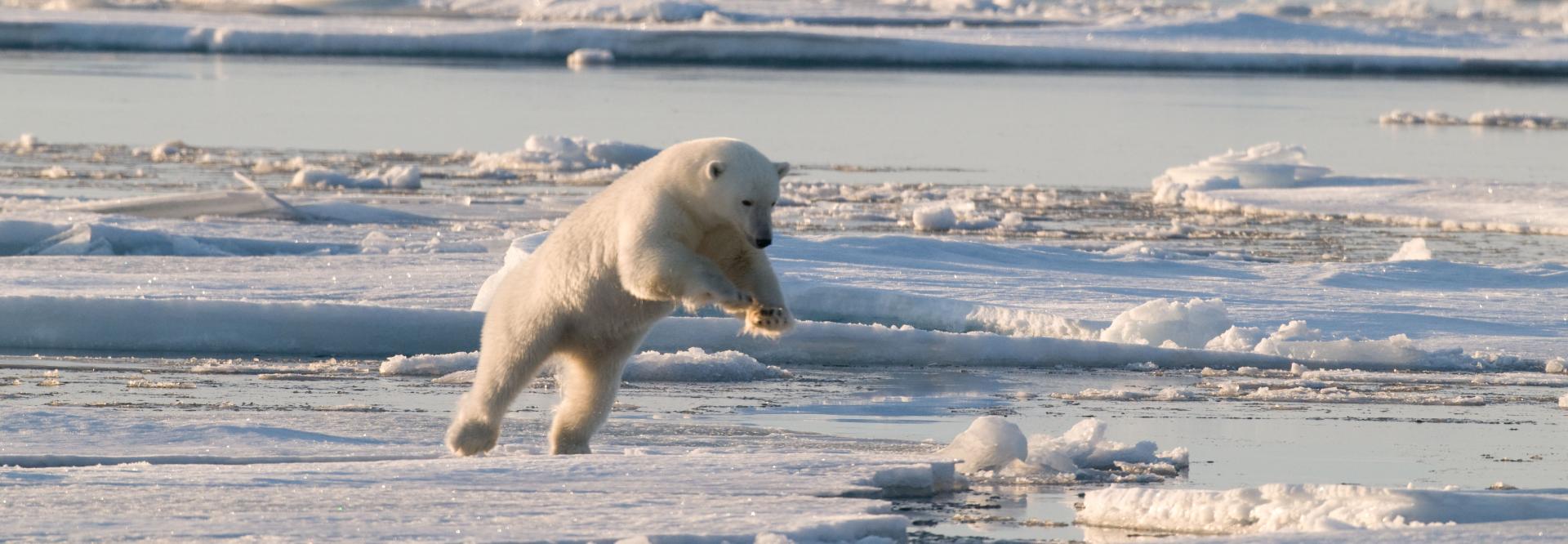 Un ours polaire sautant