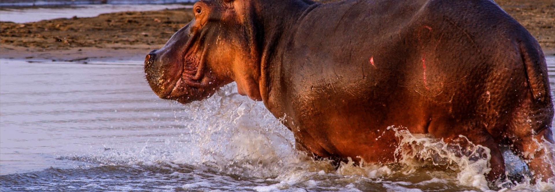 Hippopotame marchant dans l'eau - vue de profil