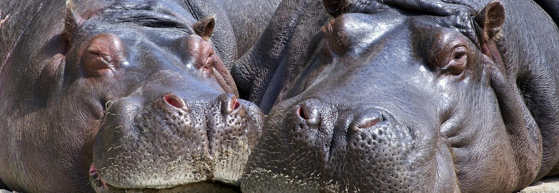 Deux hippopotames couchés sur le sol, côte-à-côte - vue de face