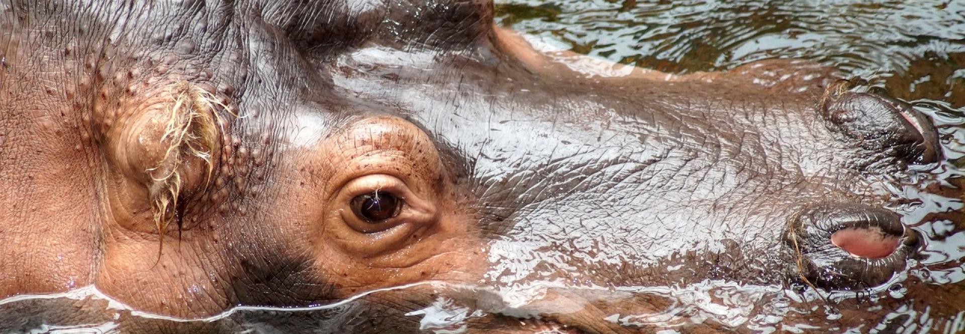 Vue du ciel de la tête d'un hippopotame émergée de l'eau