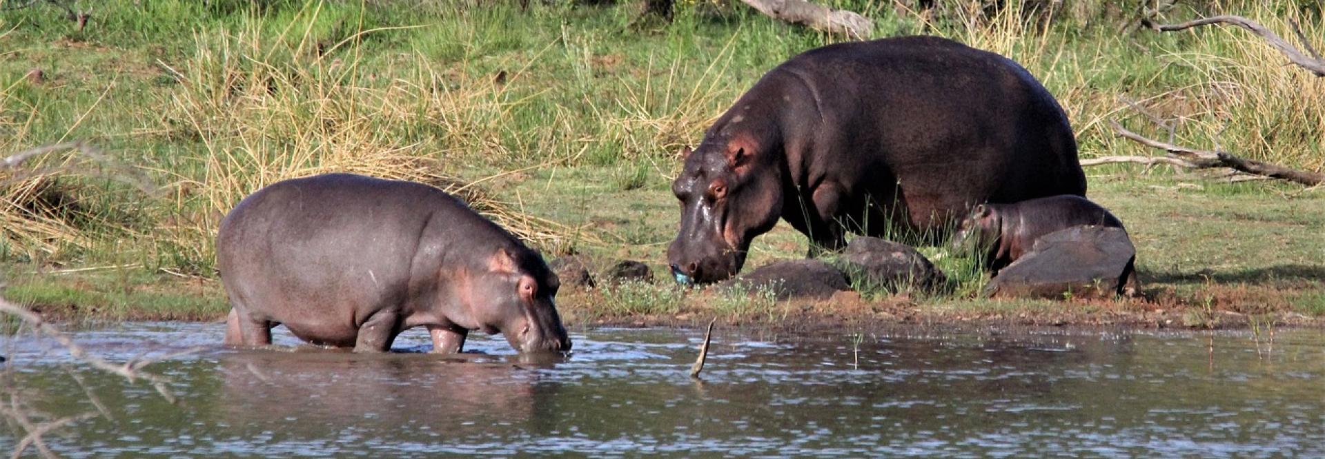 Un hippopotame au bord d'un point d'eau avec de jeunes hippopotames