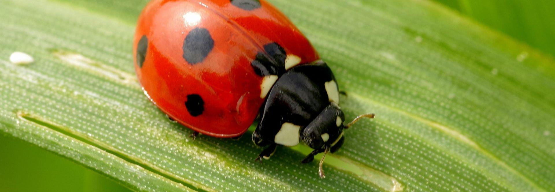 Coccinelle sur une feuille - vue du ciel