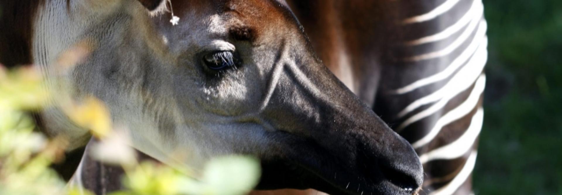 Okapi | WWF-Rangerclub