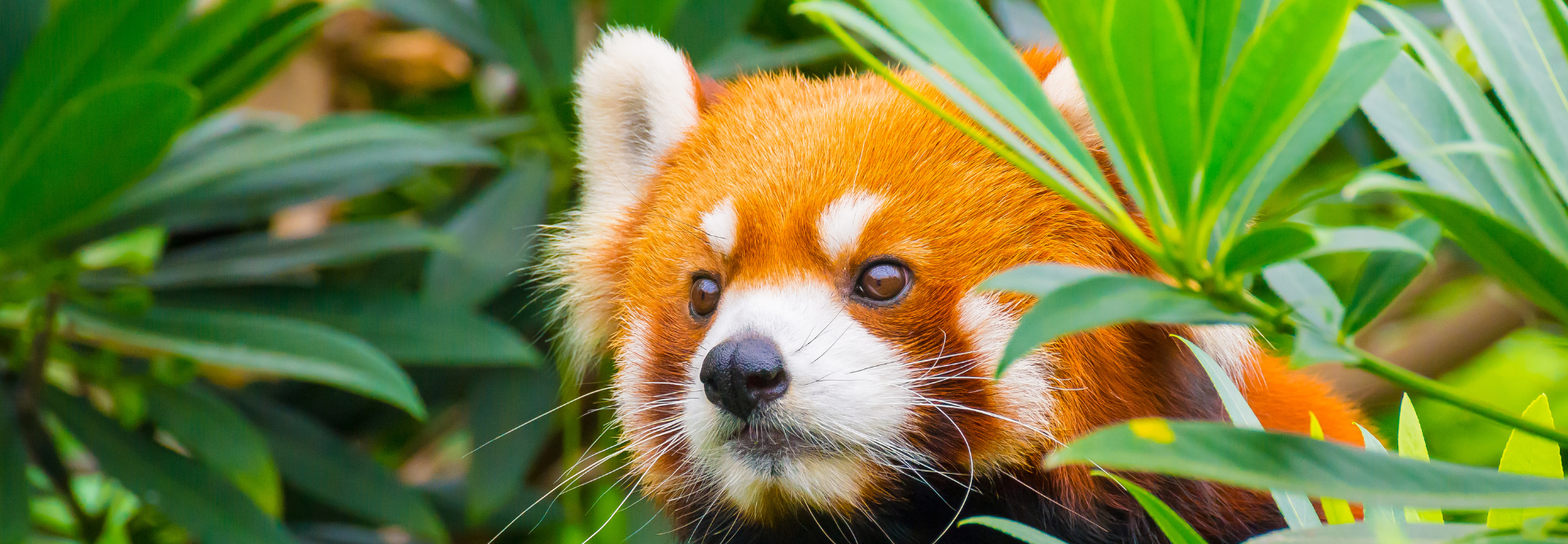 Panda roux | Rangerclub du WWF