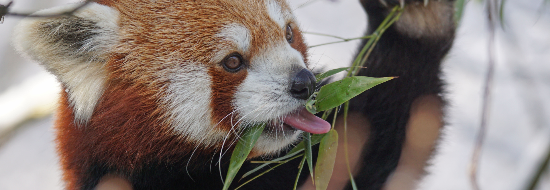 Panda roux | Rangerclub du WWF