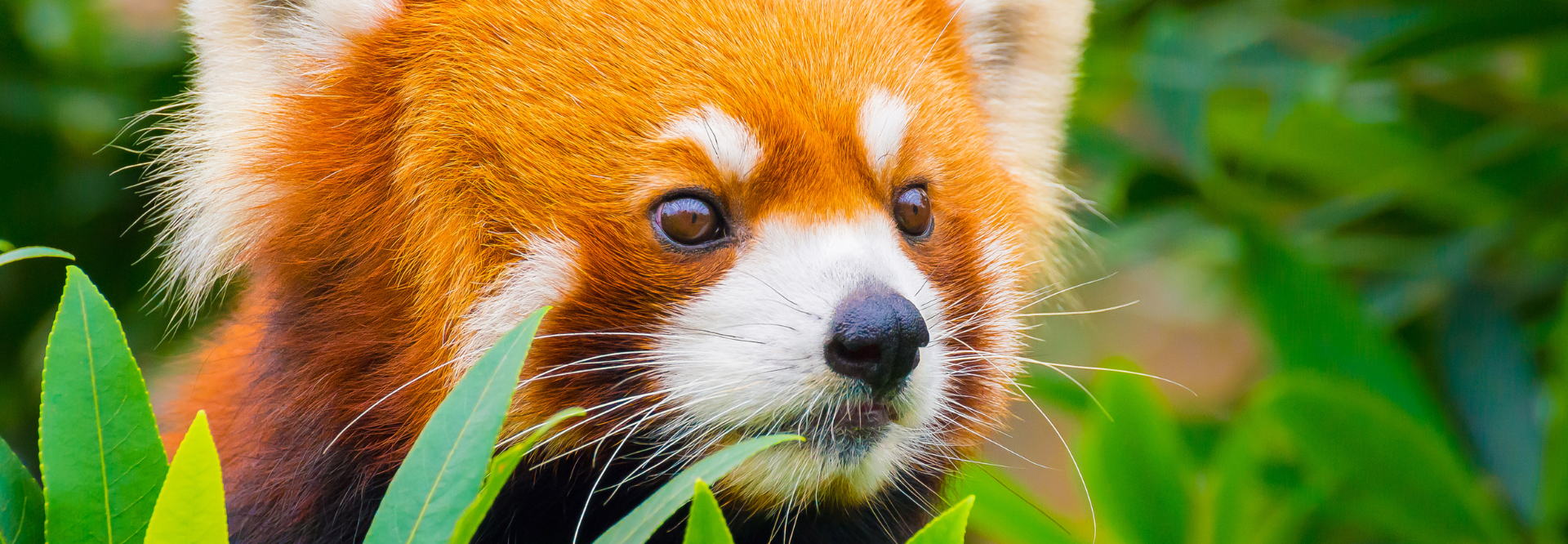 Panda roux | Rangerclub du WWF