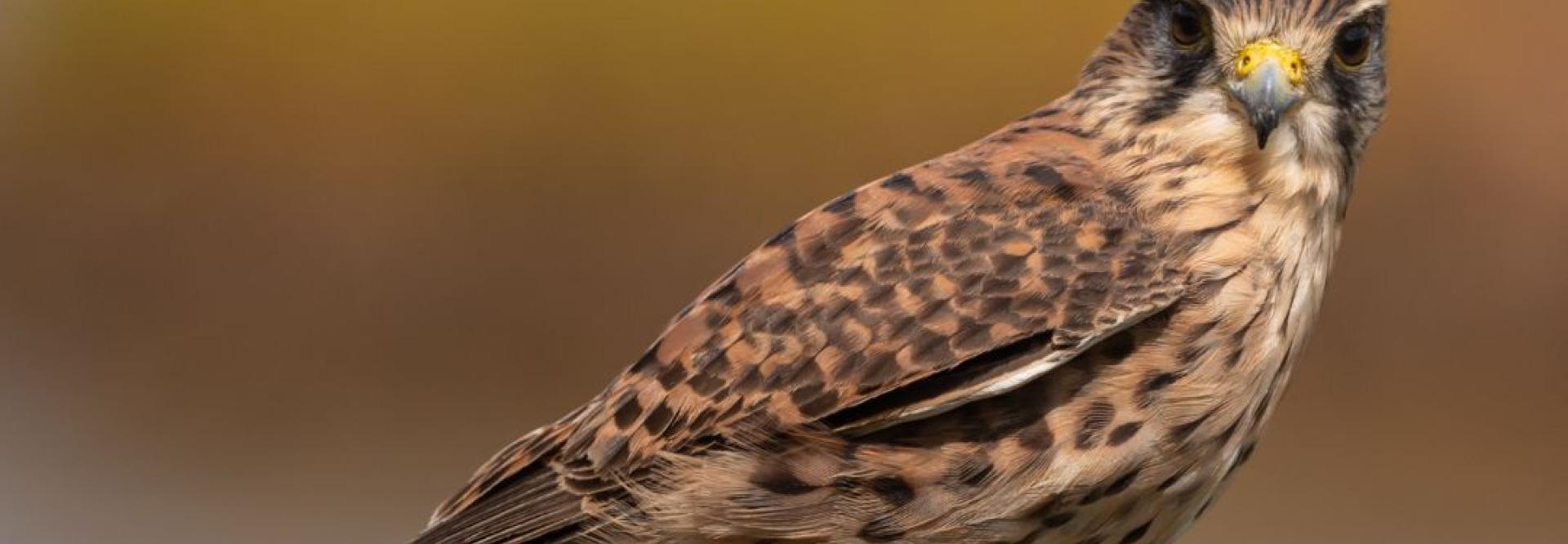 Common kestrel