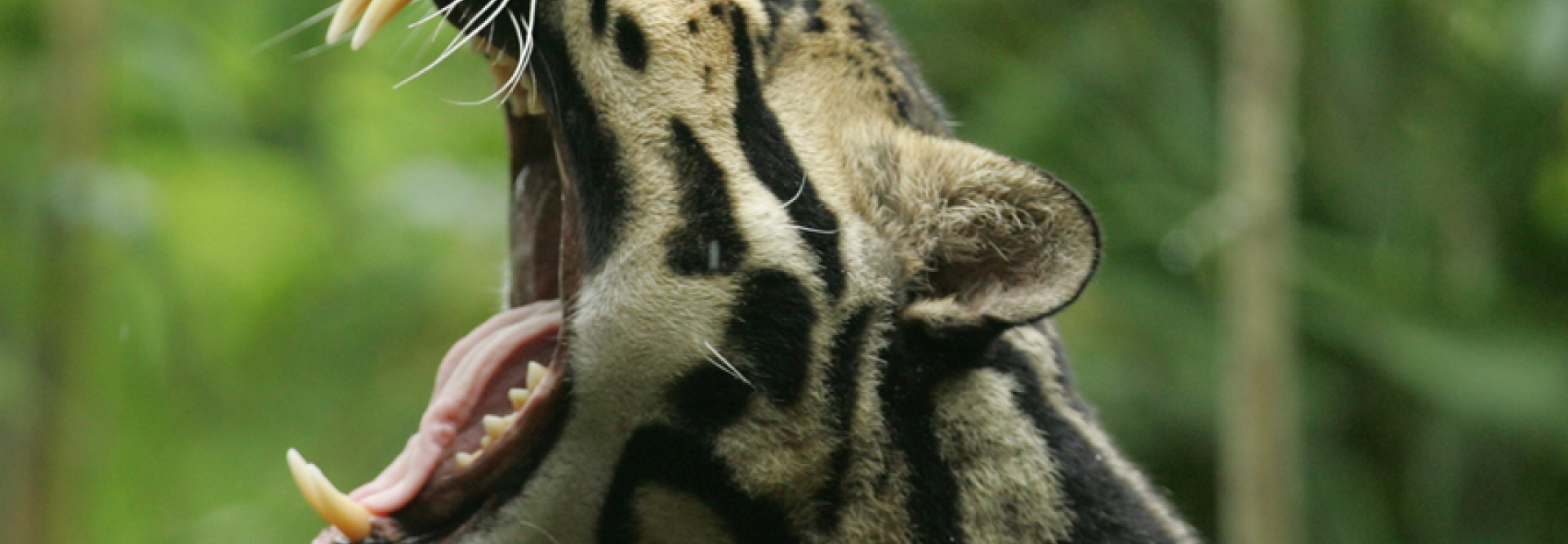 tanden clouded leopard