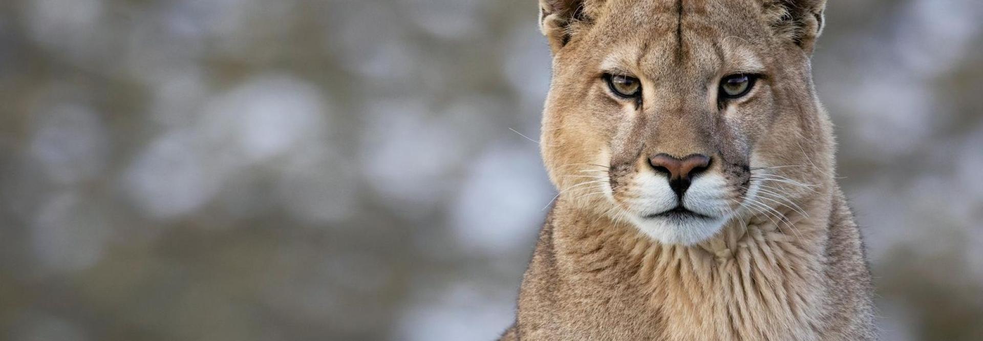 puma