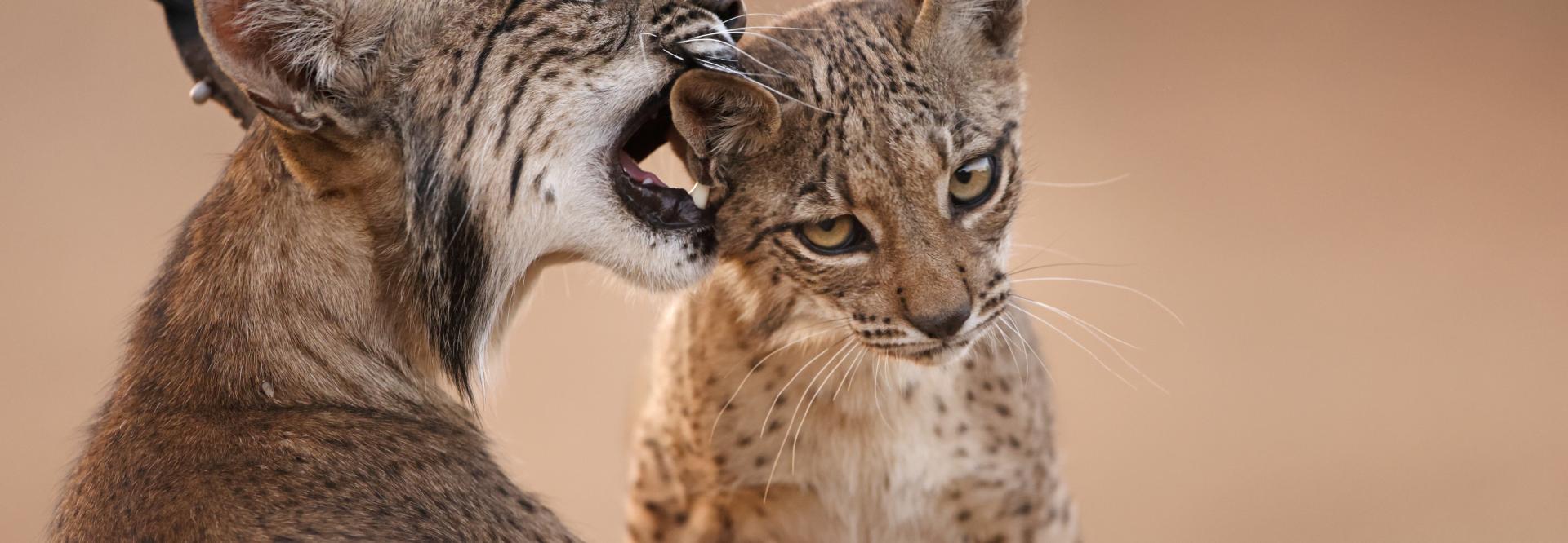 iberian lynx with cub