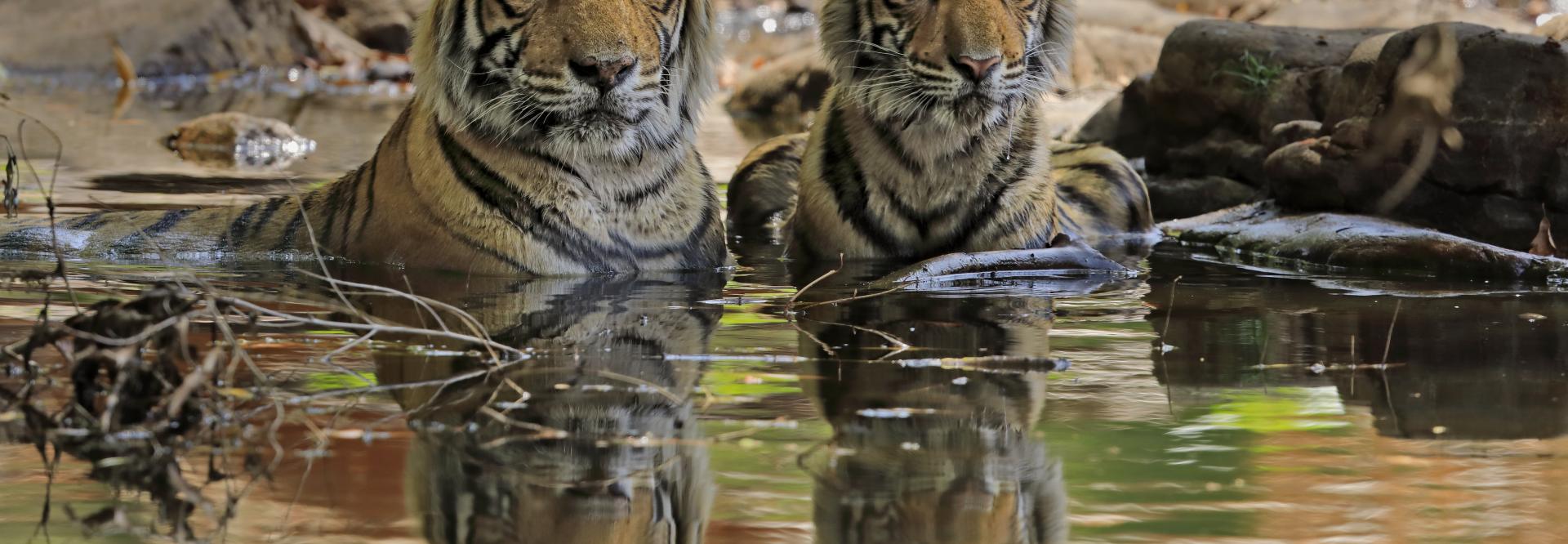 bengaalse tijgers in water