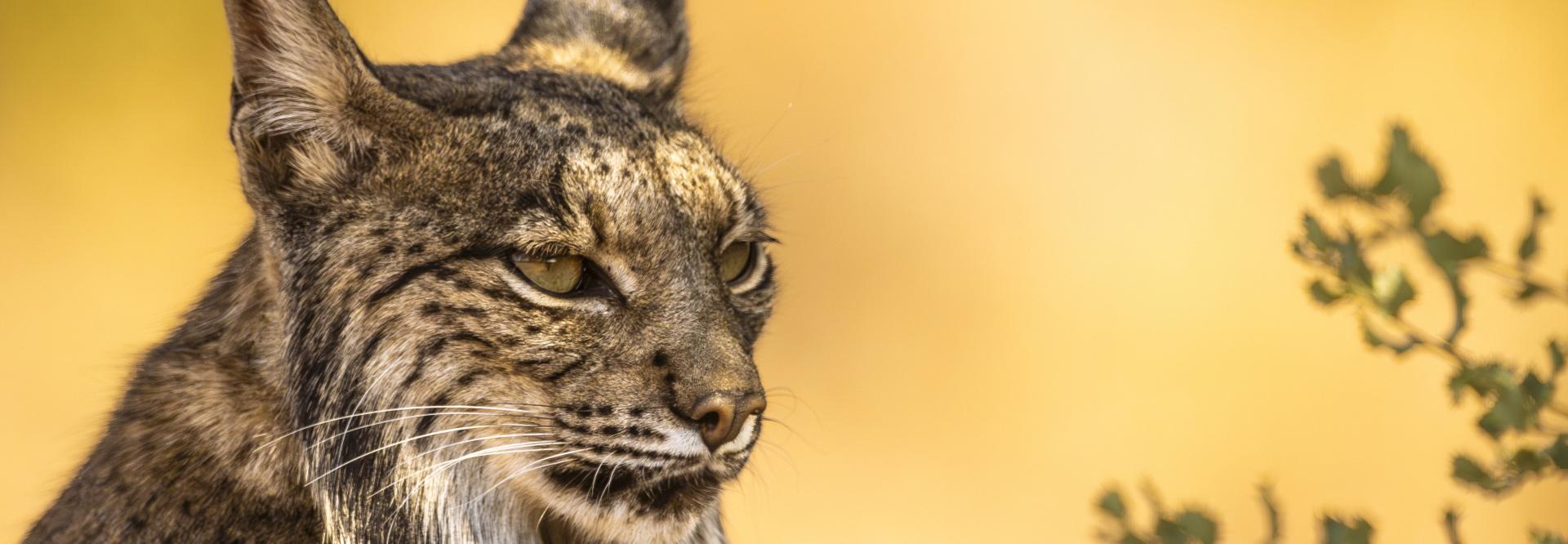 iberische lynx 