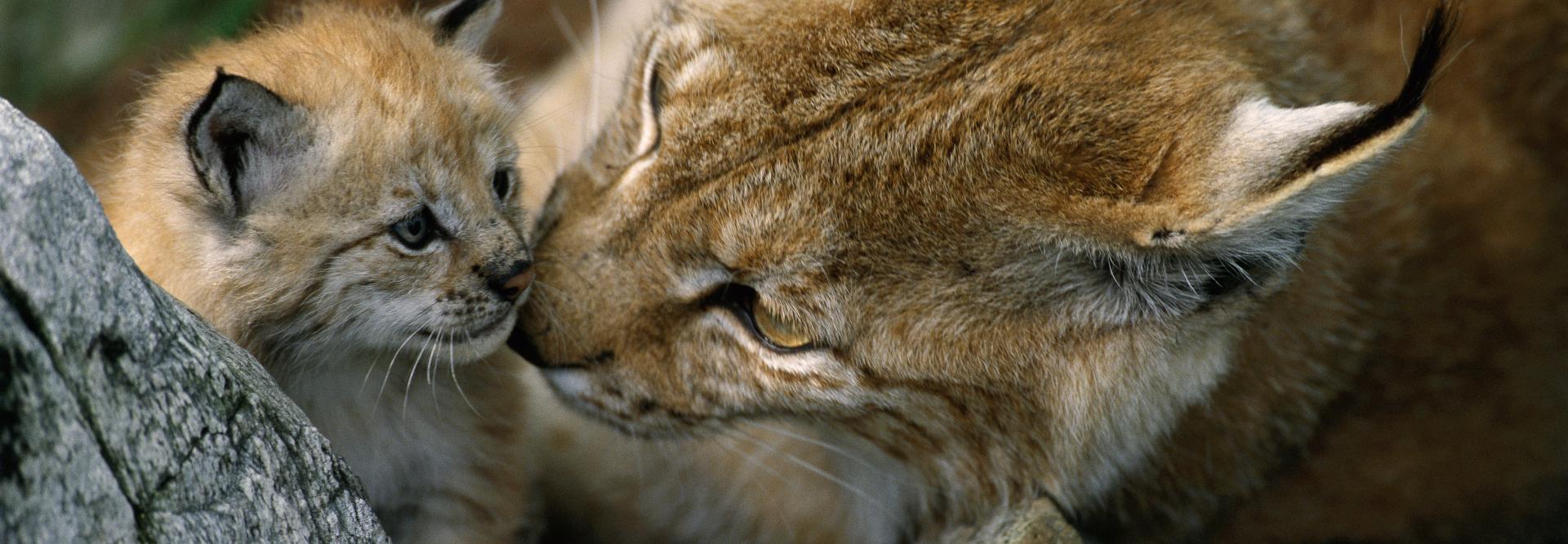 eurasian lynx with cub