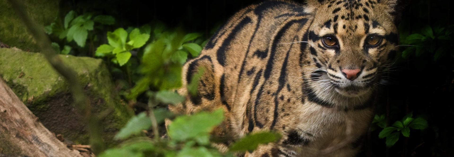 cllouded leopard