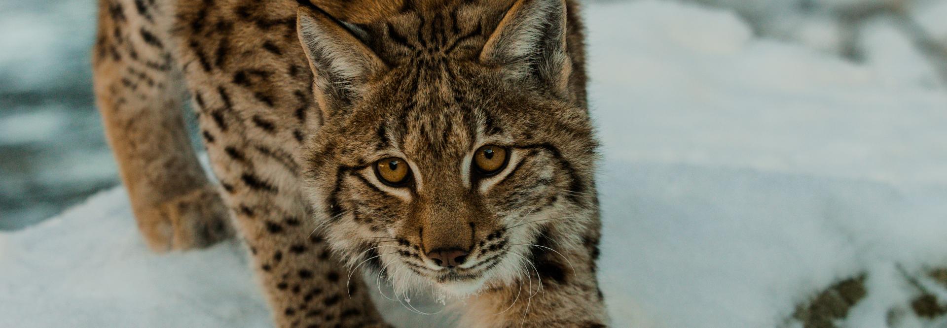 eurasian lynx in the snow