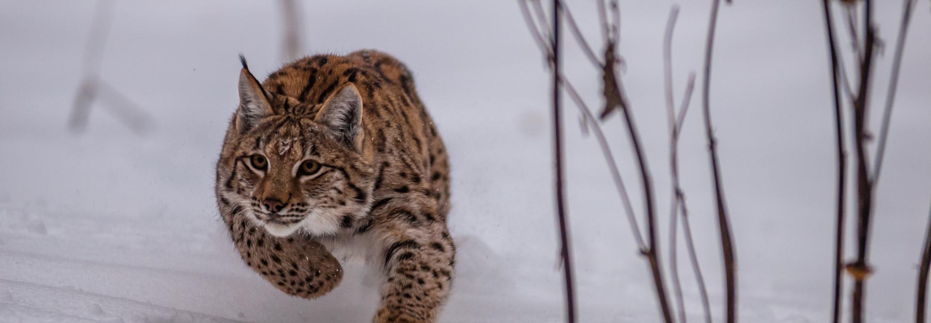 eurasian lynx hunting