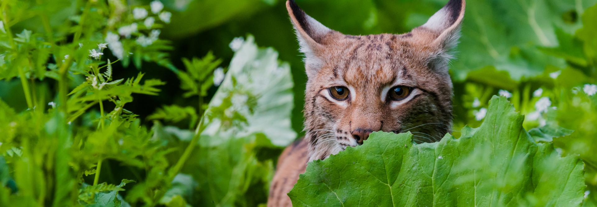 eurasian lynx 