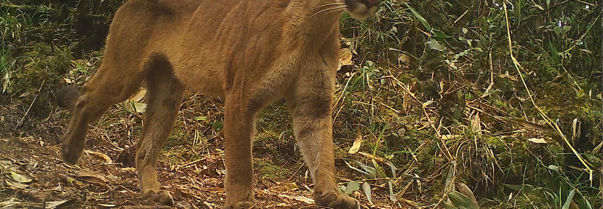 puma cameratrap