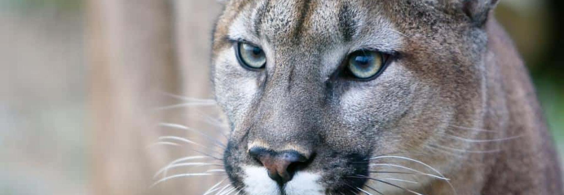 puma