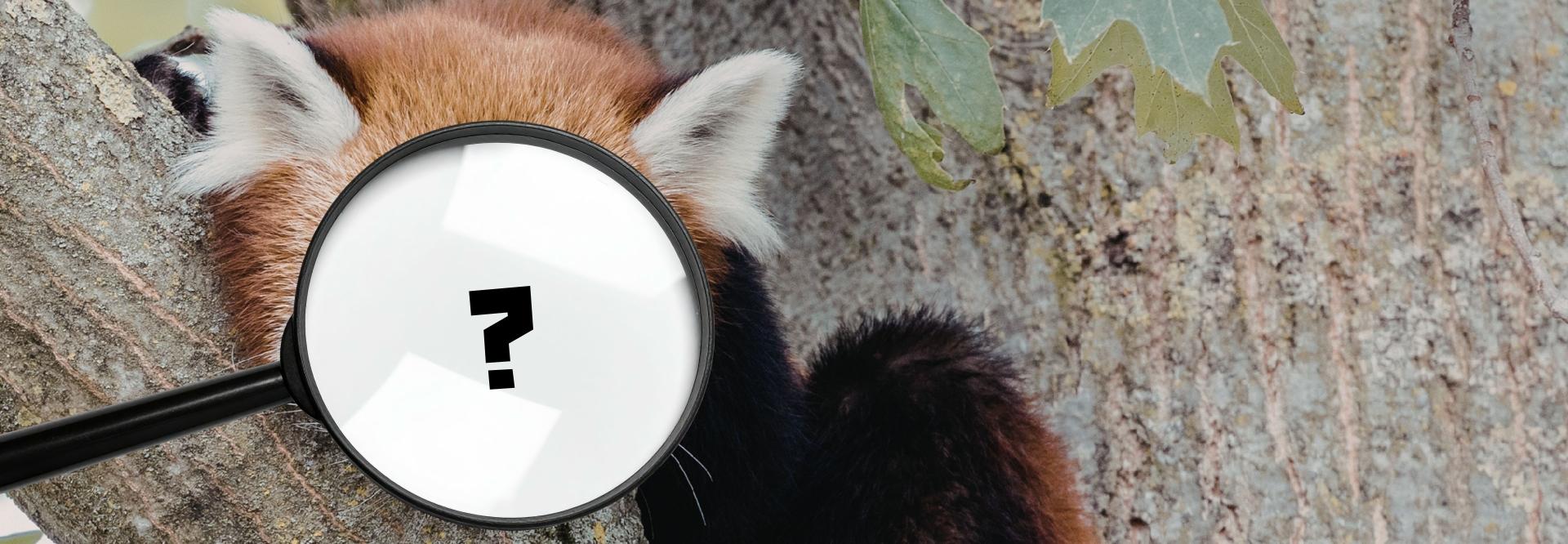 wildcamera challenge
