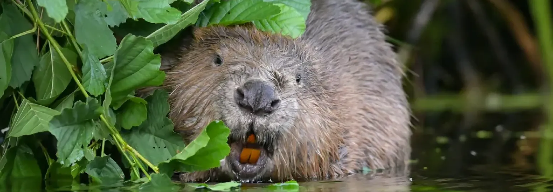bever oranje tanden