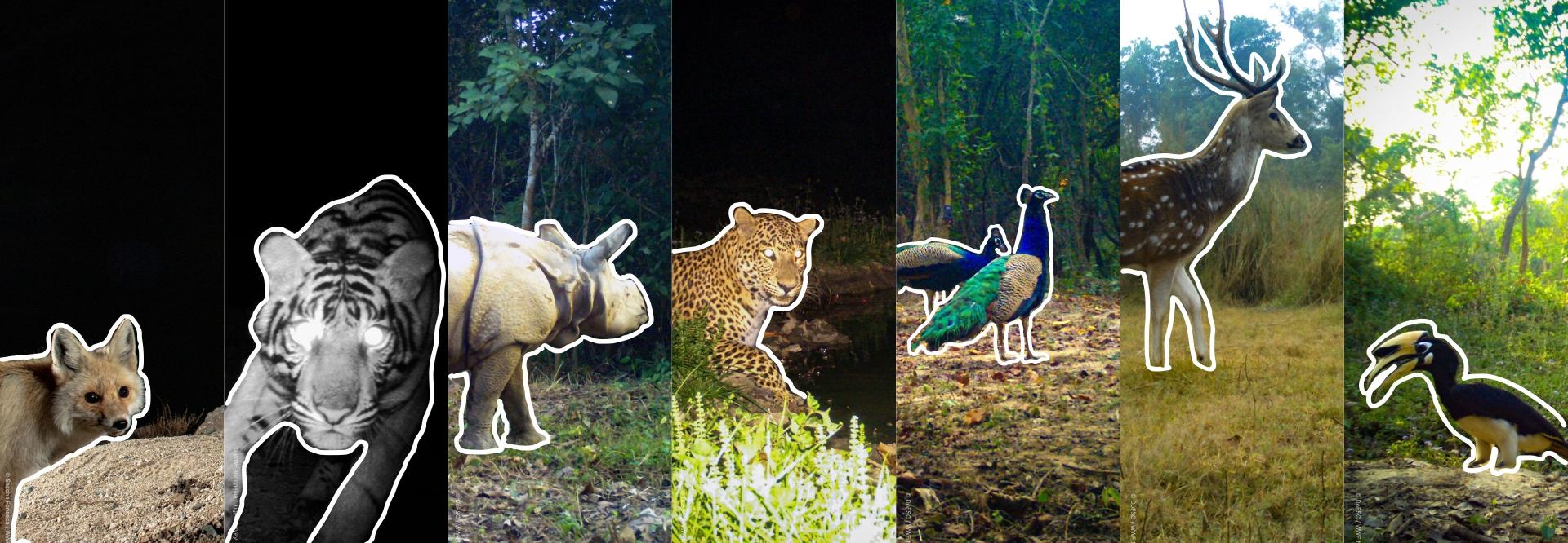 wild camera bingo