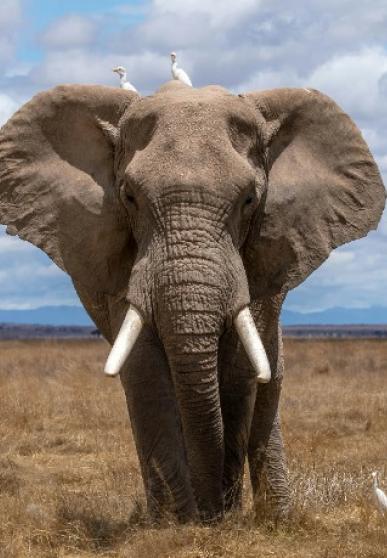 éLéPHANT photo