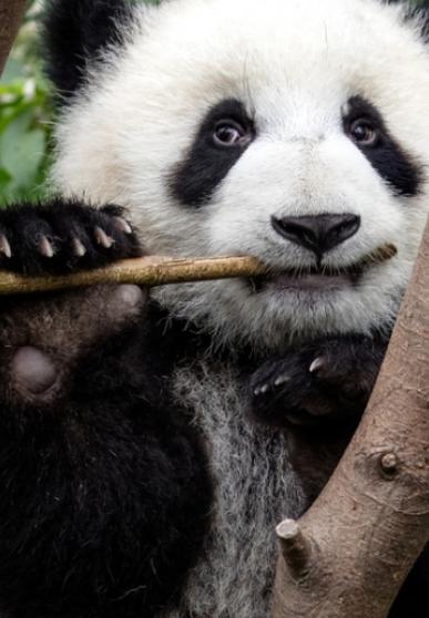 Un panda dans un arbre grignotant une branche