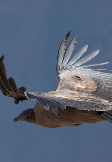 Condor des Andes en vol - vue de profil