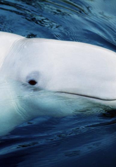 Beluga
