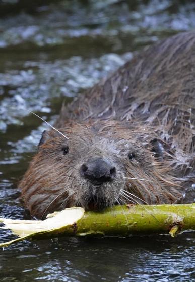 Castor dans l'eau tenant une branche dans sa gueule - vue de face