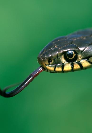 Gros plan sur la tête d'une couleuvre sortant sa langue fourchue