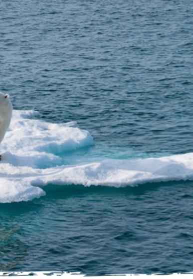 2 ours polaires sur un petit iceberg