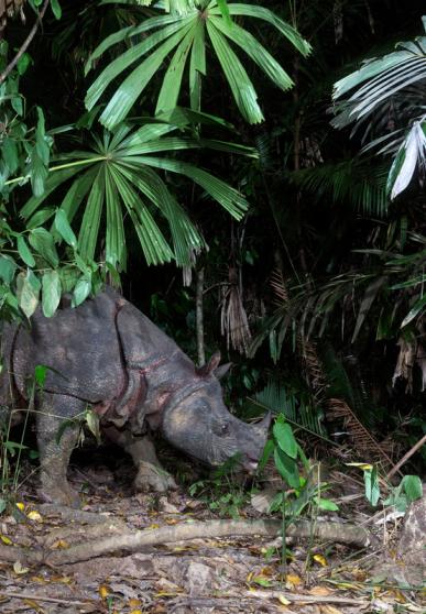 Rhinocéros de Java