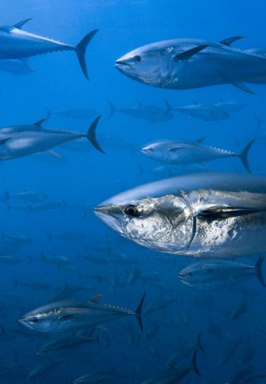 Banc de poissons