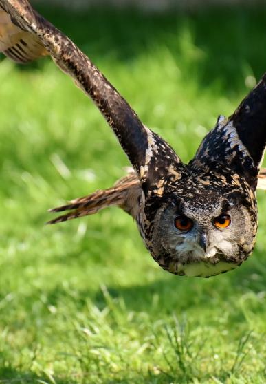 Hibou en vol, rasant le sol - vue de face
