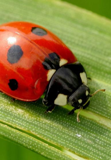 Coccinelle sur une feuille - vue du ciel