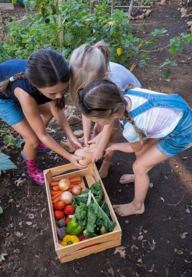 potager