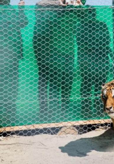 Première réintroduction transfrontalière de tigres au monde !