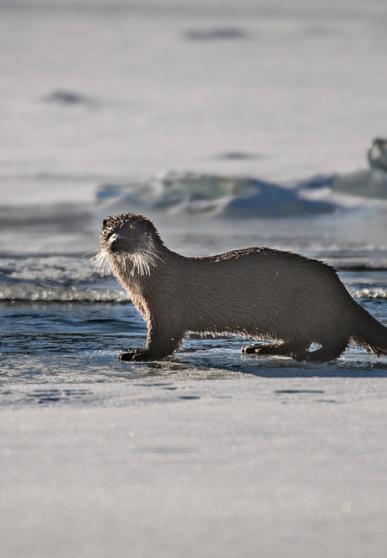 loutre