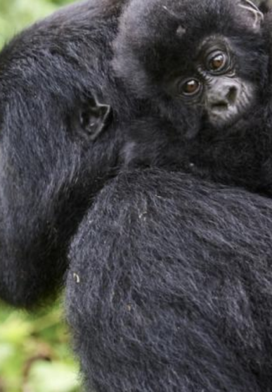 bébé gorille sur le dos de sa maman