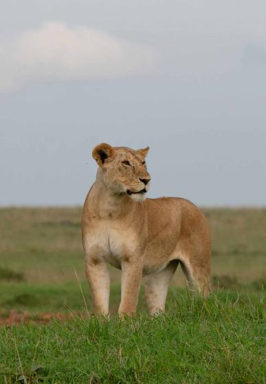 lionne 