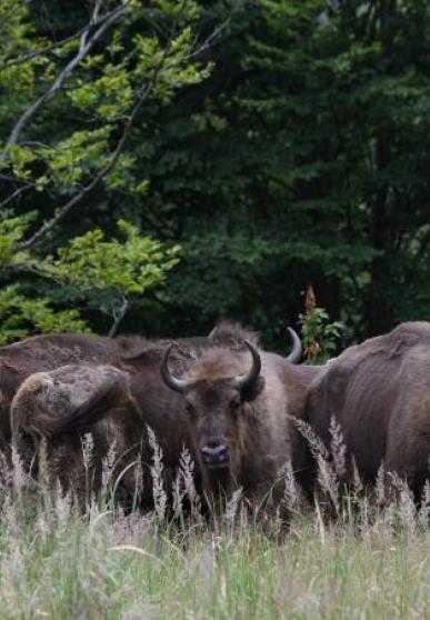 bison