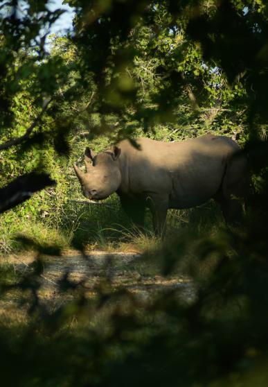 Neushoorn in Malawi