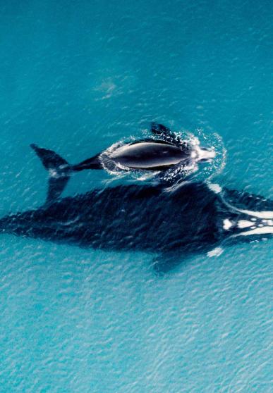 baleines