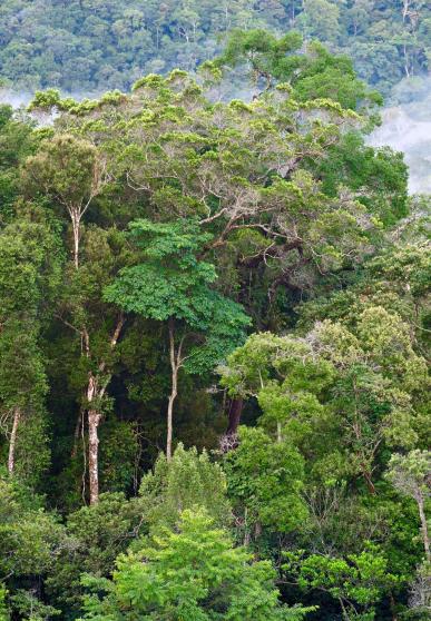 forêt tropicale