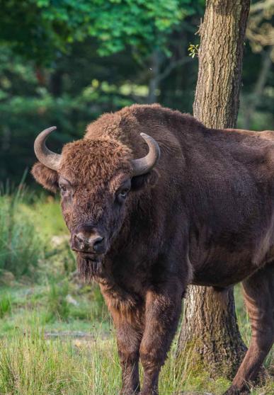 bison