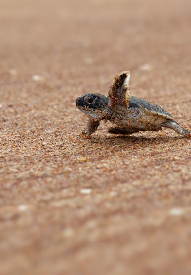 tortue 