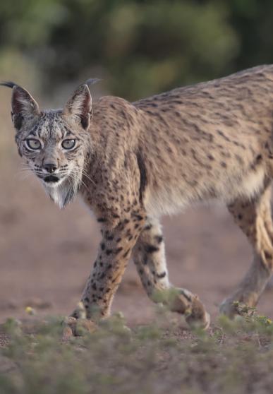 walking iberian lynx